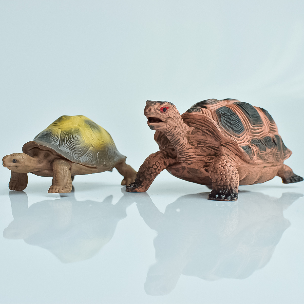 Aquarium Plants Book - Painted Realistic Animal Turtle | Aquatic