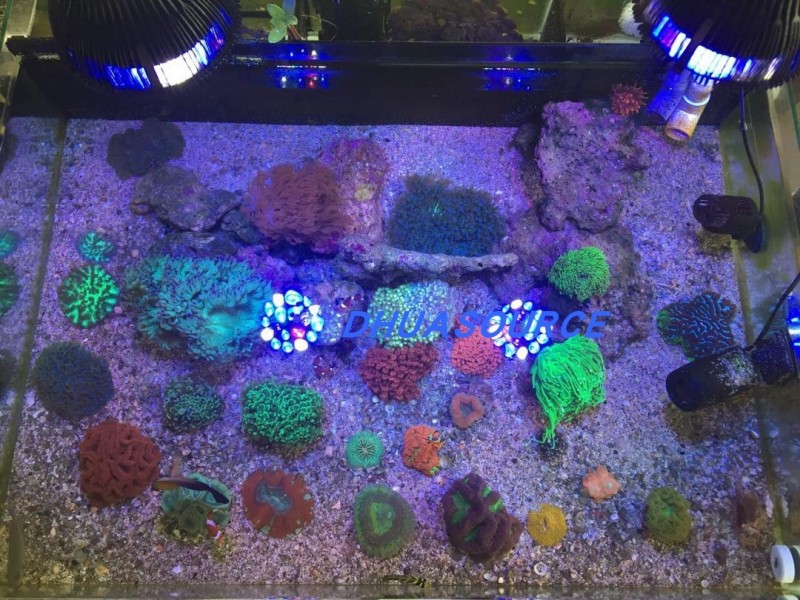 Full Spectrum LED Aquarium Ree – обзор и цена Aquarium Plant Ornament