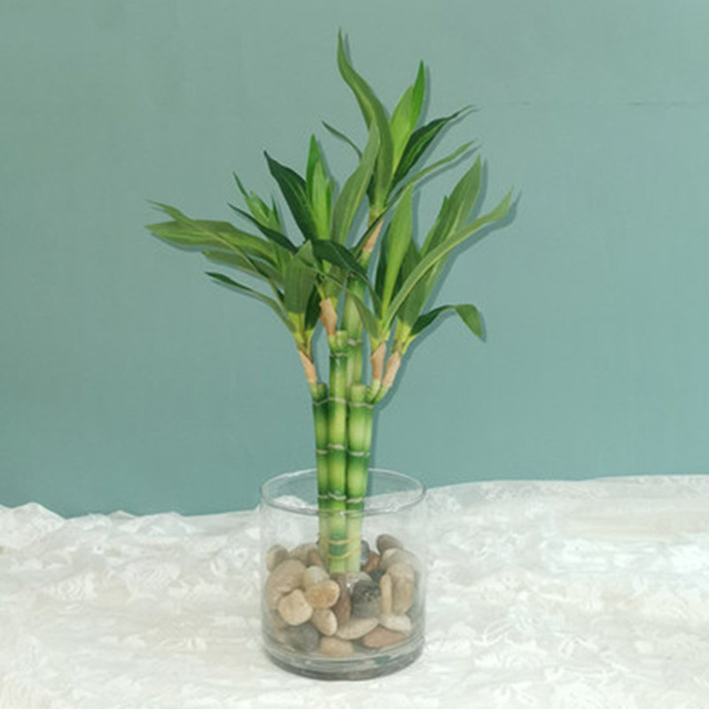New 40cm rFtificial Lucky Bamb – обзор и цена Aquarium Plants Book
