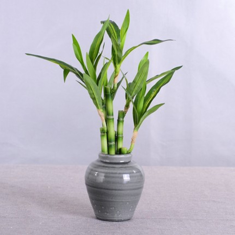New 40cm rFtificial Lucky Bamb – обзор и цена Aquarium Plants Book