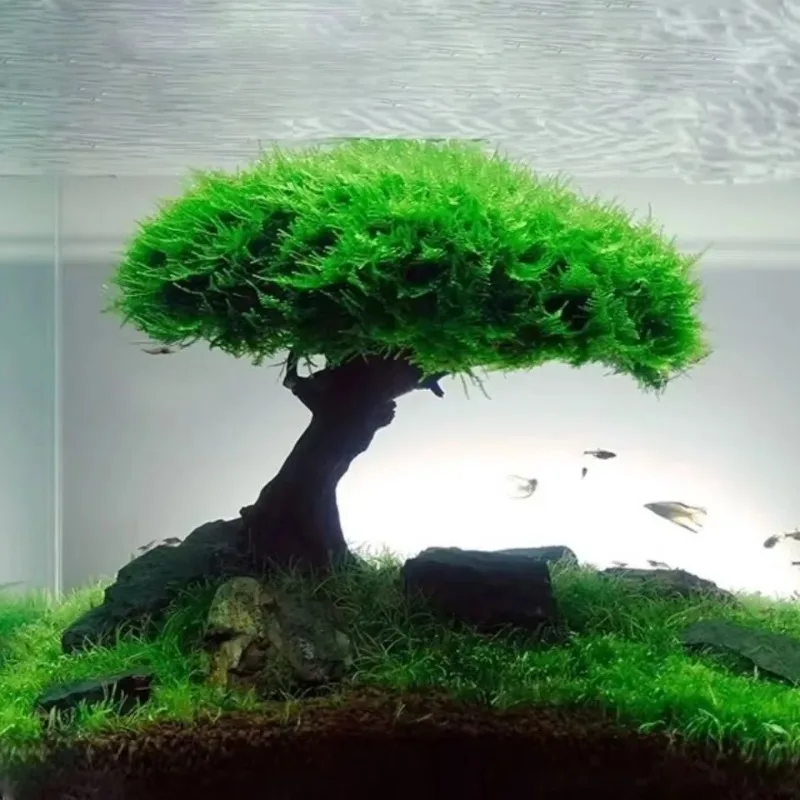 Aquarium Decoration Plant Moss – обзор и цена Planted Aquarium Without Fish