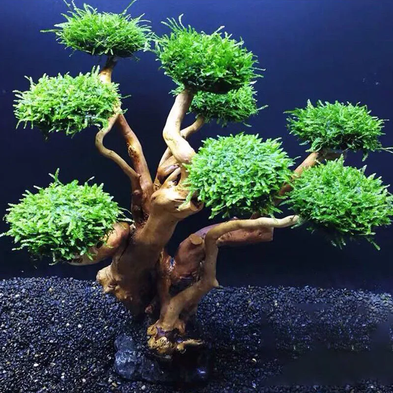 Fish Tank Plant Moss Tree Deco – обзор и цена Planted Aquarium Without Fish